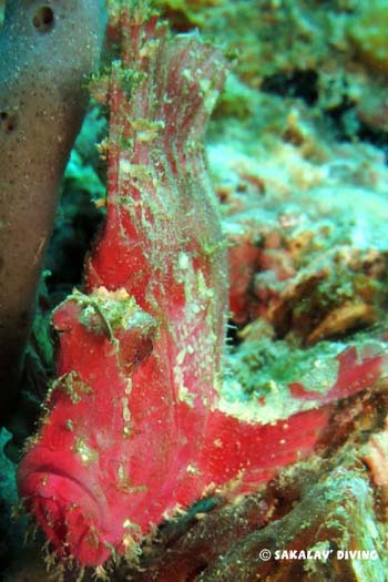 plongée macro poisson feuille nosy be
